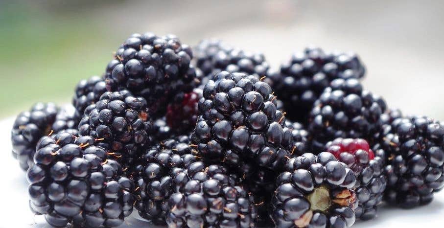 Immaculate Marionberry