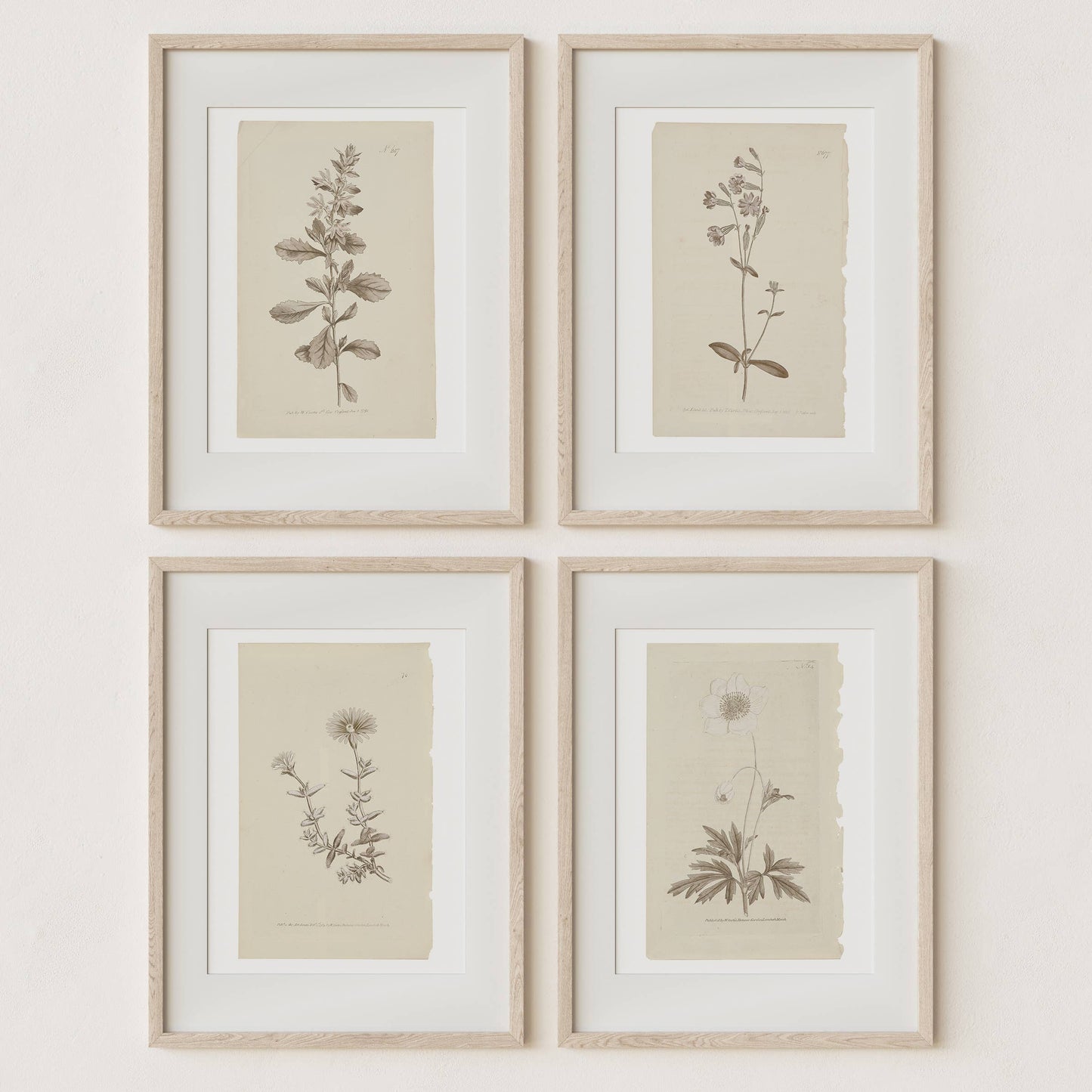 Wall Art Botanical Plant Prints, Set of 4, UNFRAMED, 2 Sizes