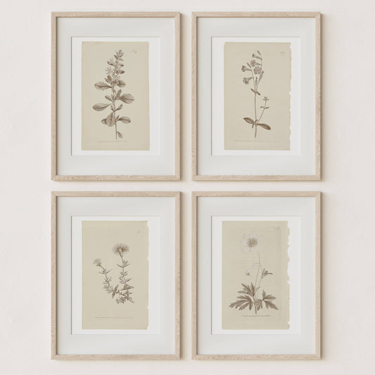Wall Art Botanical Plant Prints, Set of 4, UNFRAMED, 2 Sizes